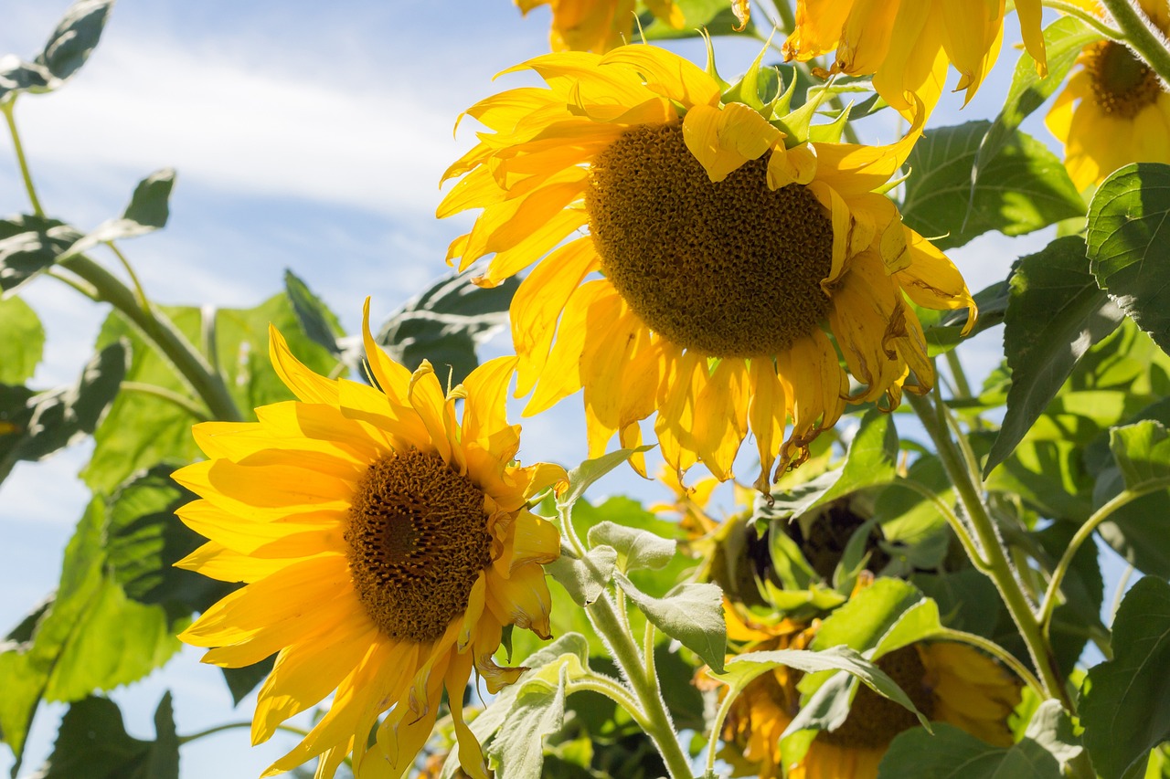 10 High-Performance Vegetables for Your Garden